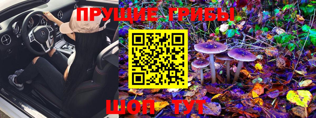 Псилоцибиновые грибы Psilocybe  где найти   Рузаевка  Вход с VPN 